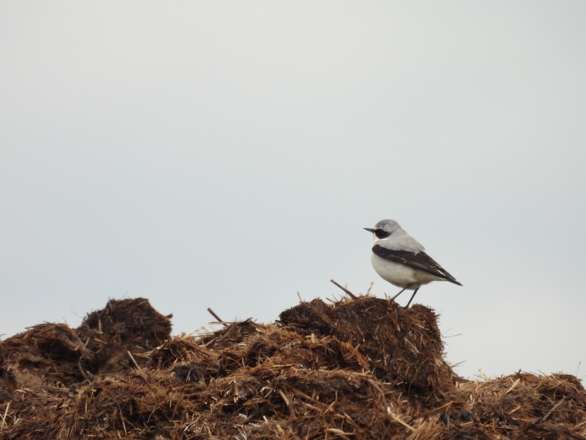 Northern Wheatear - ML635499417