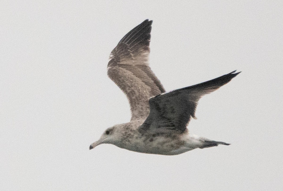 California Gull - ML635499418
