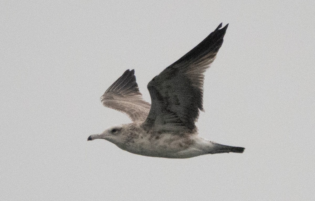 California Gull - ML635499419