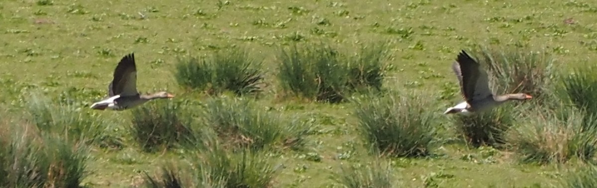 Graylag Goose - ML635499420