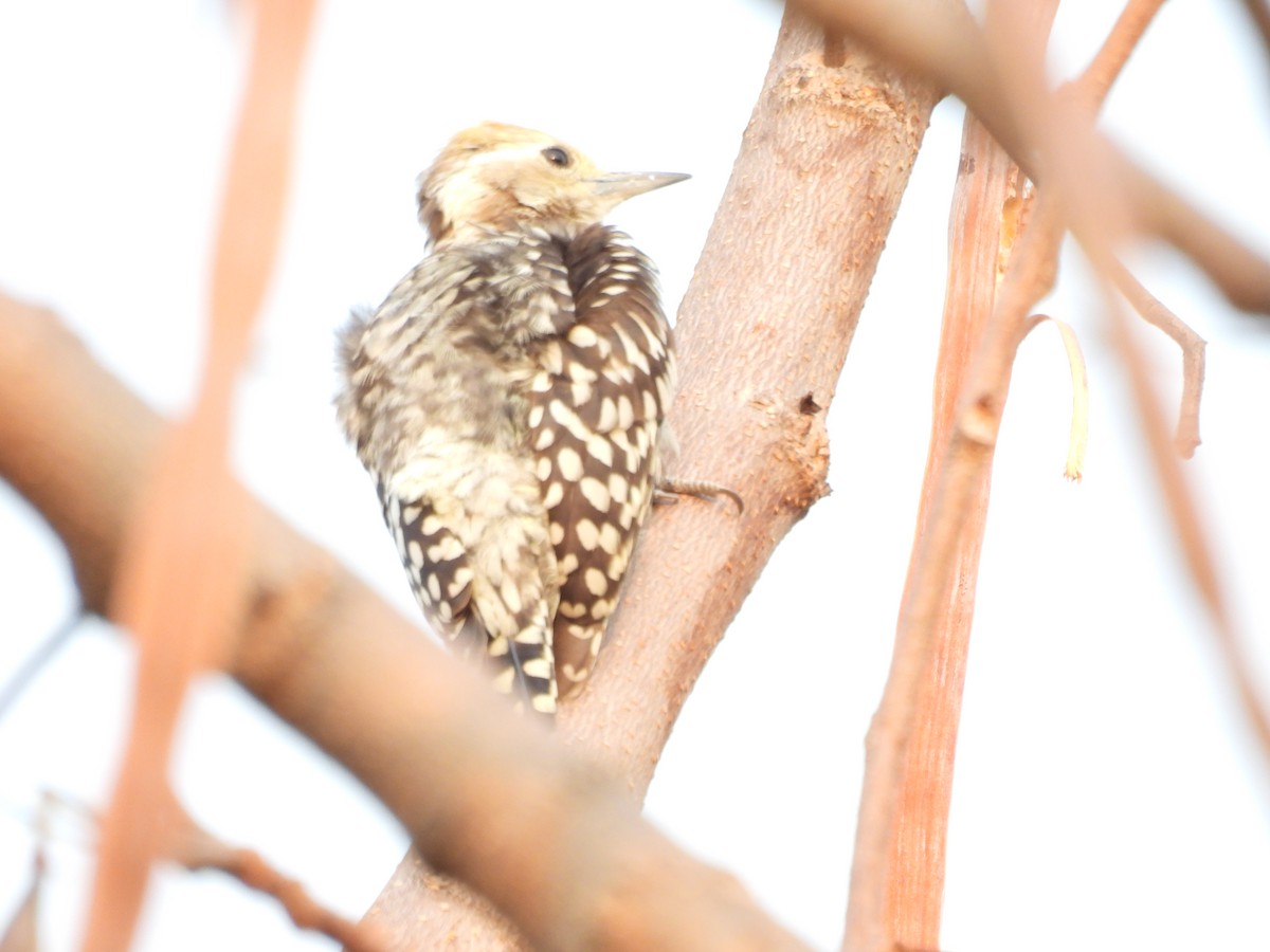 Yellow-crowned Woodpecker - ML635499421