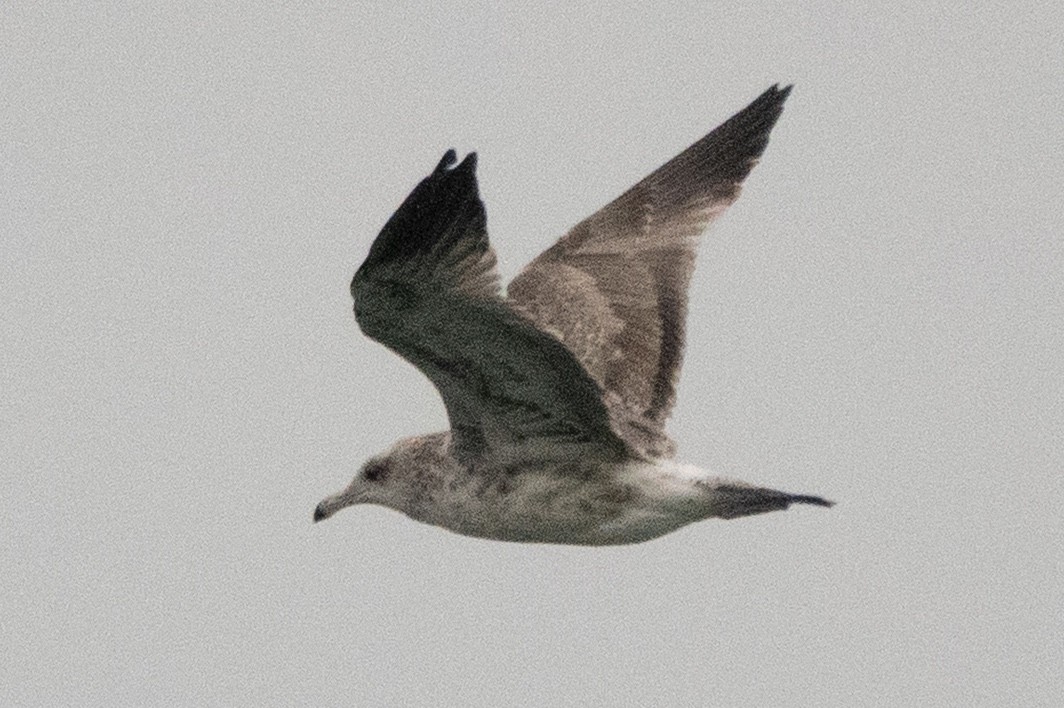 California Gull - ML635499422