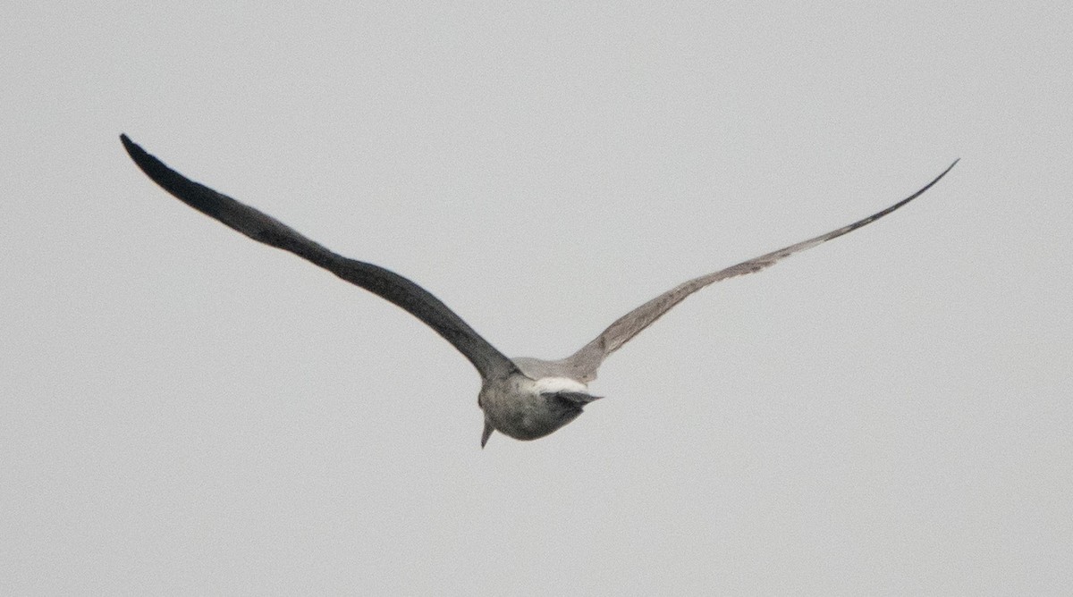 California Gull - ML635499423