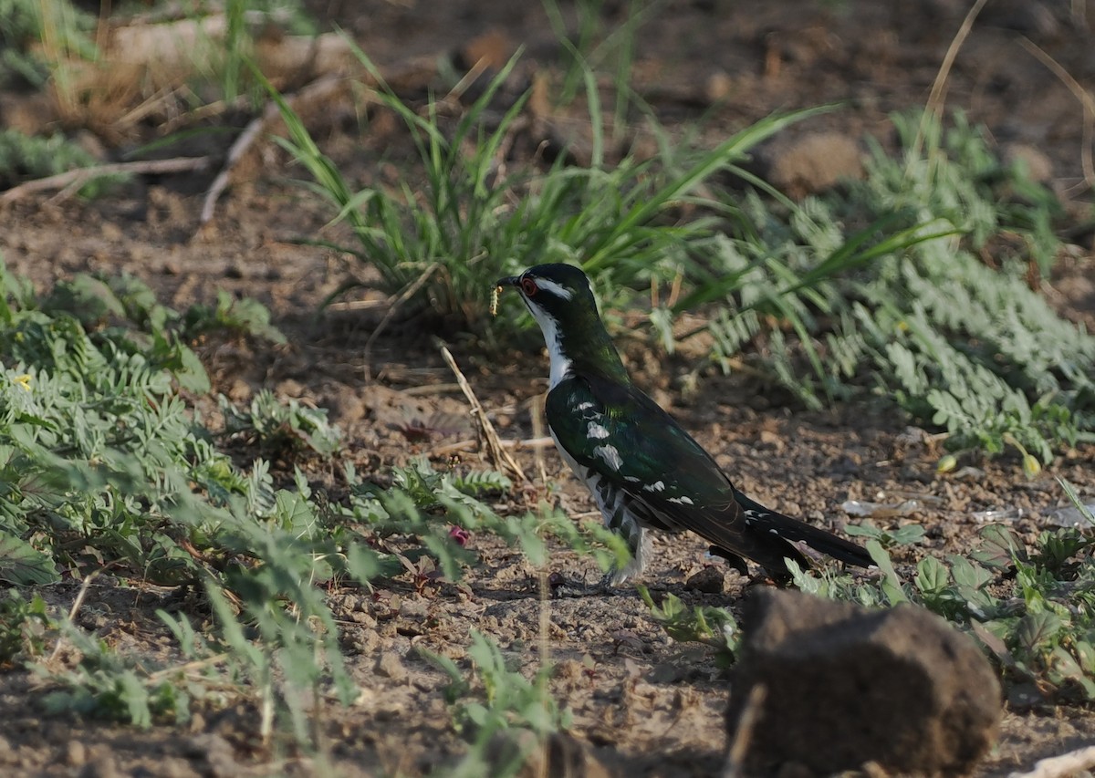 Dideric Cuckoo - ML635499424