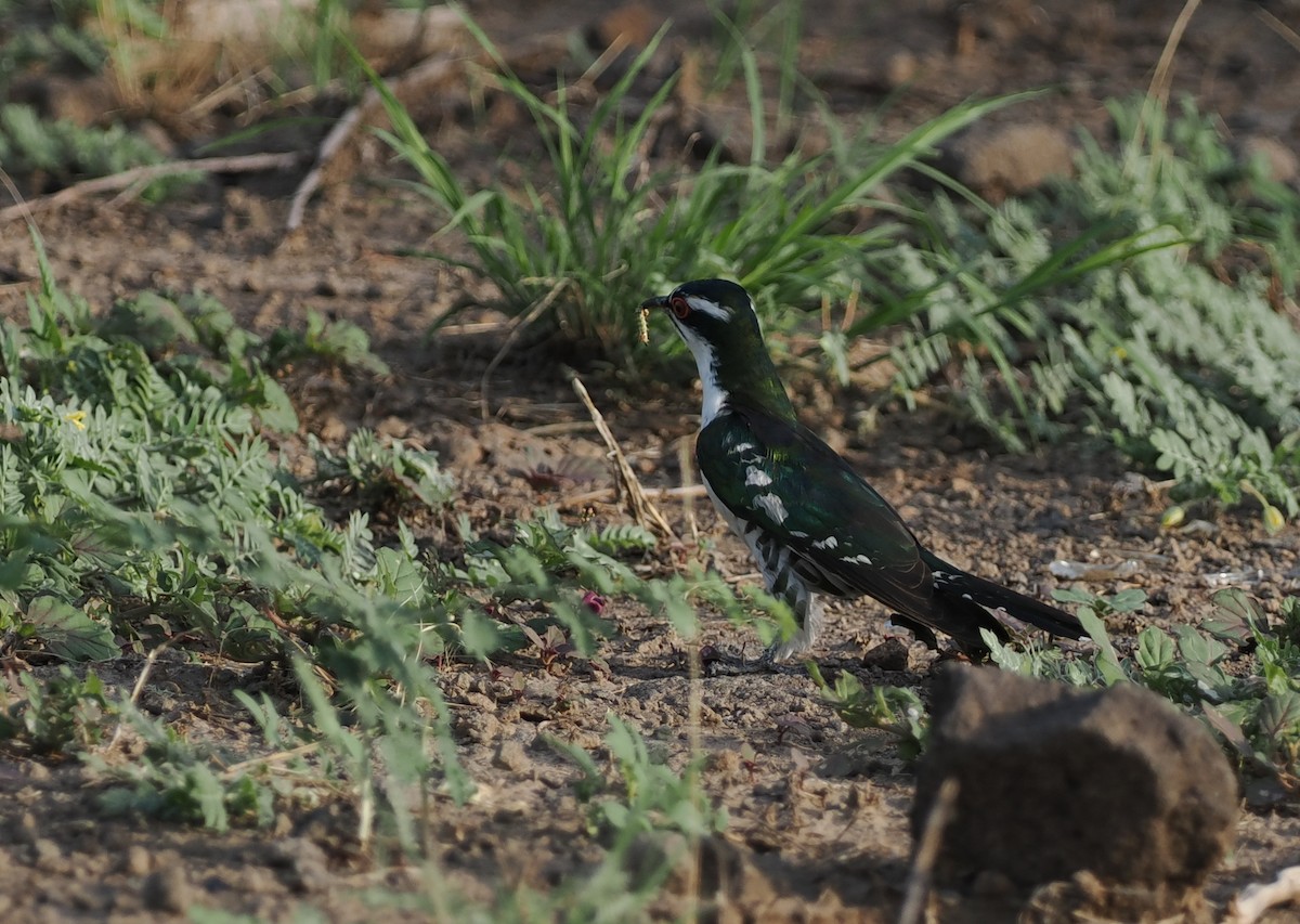 Dideric Cuckoo - ML635499425