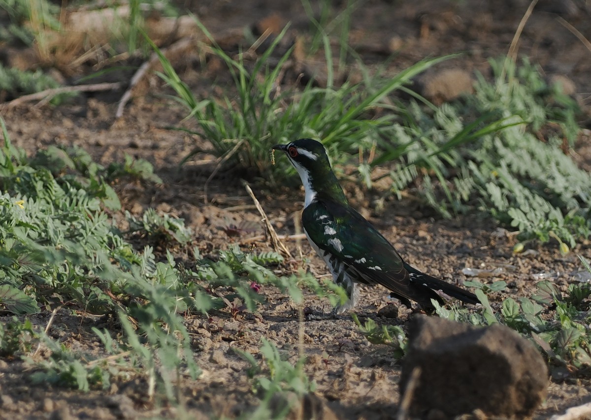 Dideric Cuckoo - ML635499426
