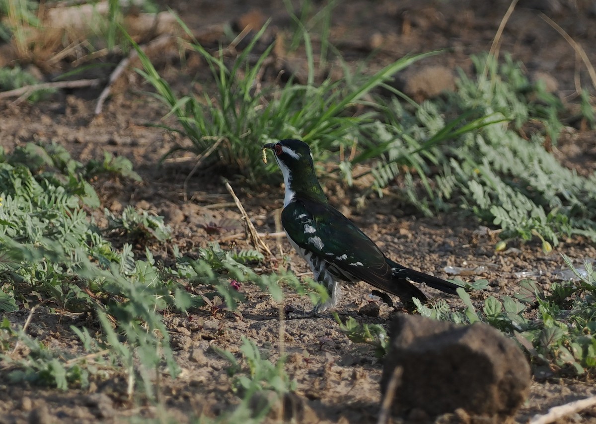 Dideric Cuckoo - ML635499427