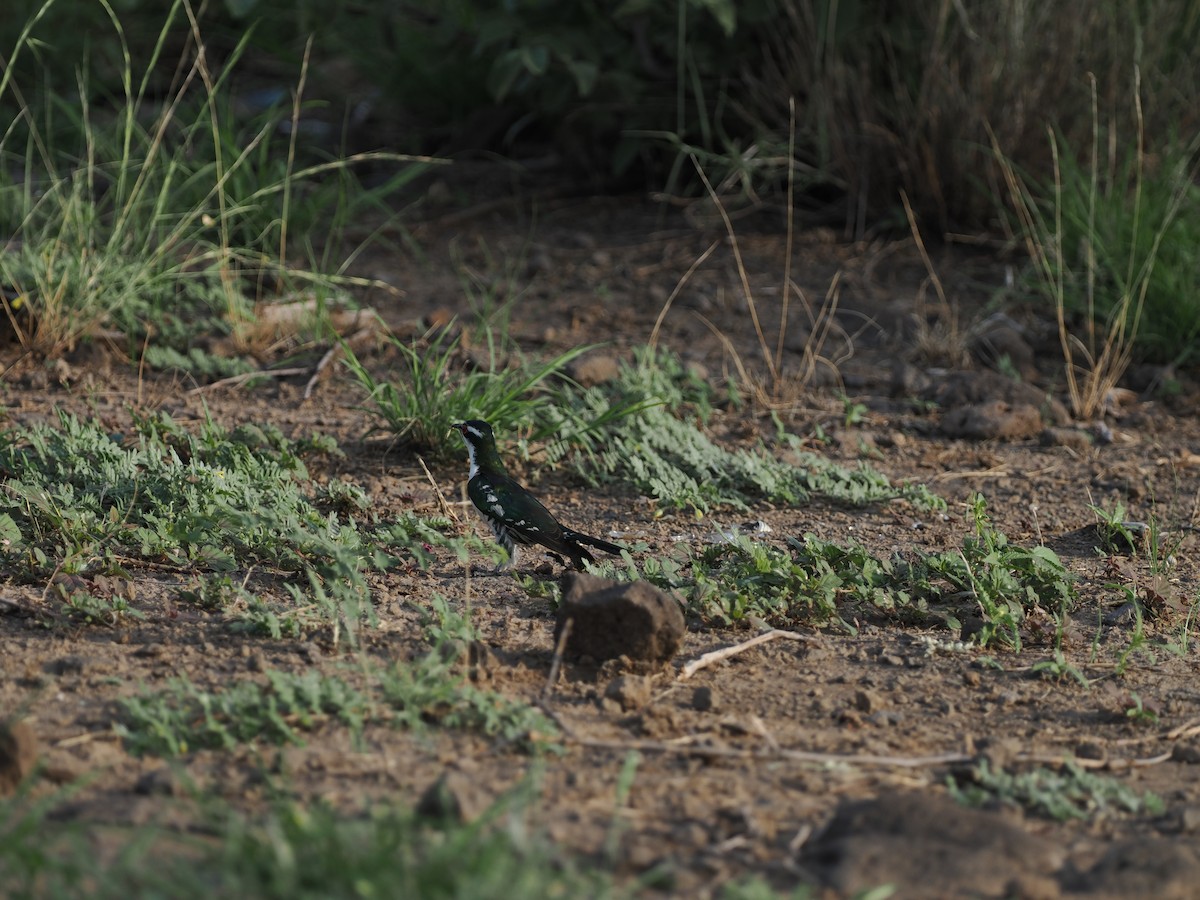 Dideric Cuckoo - ML635499428