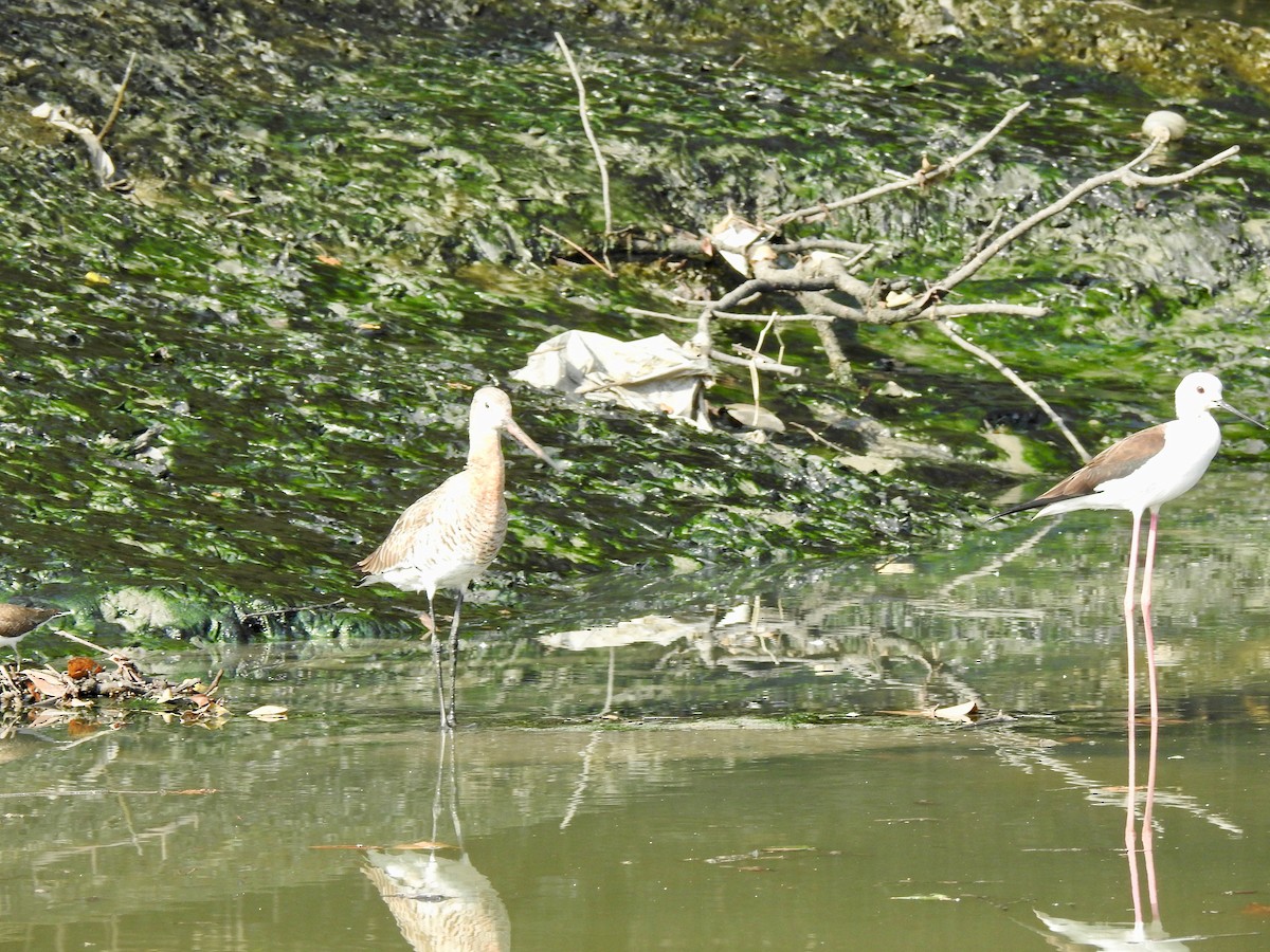 Black-tailed Godwit - ML635499431