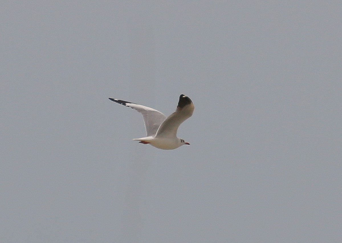 Brown-headed Gull - ML635499438