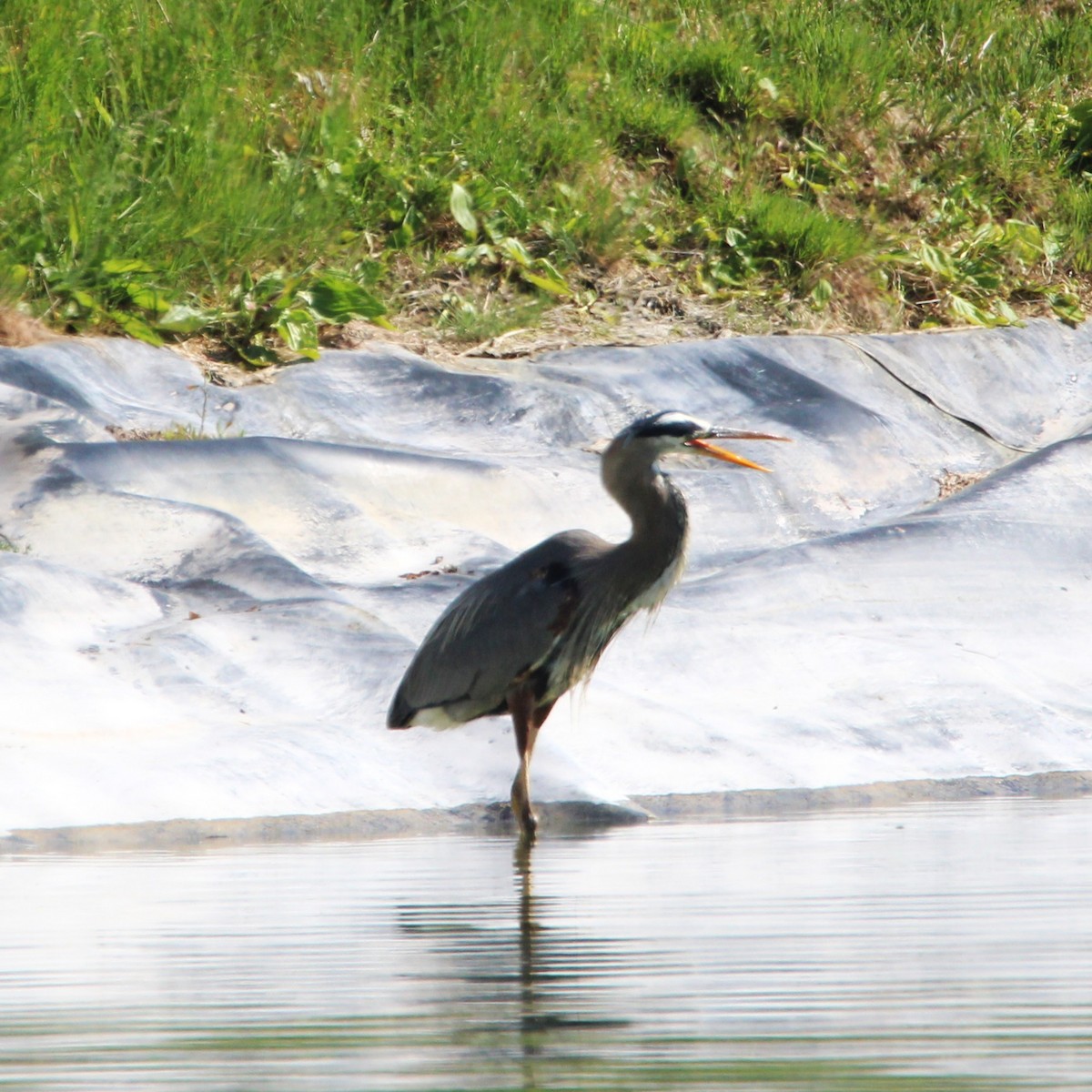 Great Blue Heron - ML635499440