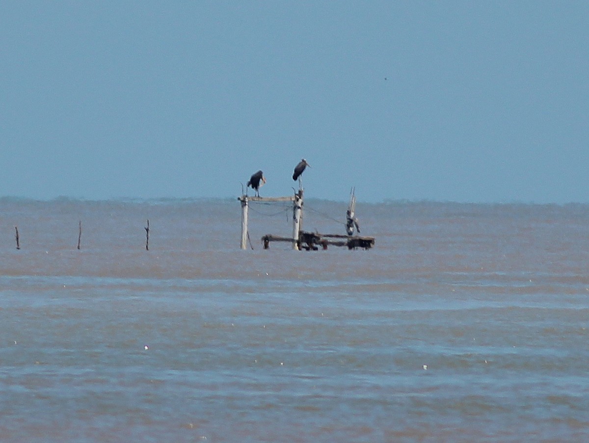 Lesser Adjutant - ML635499442
