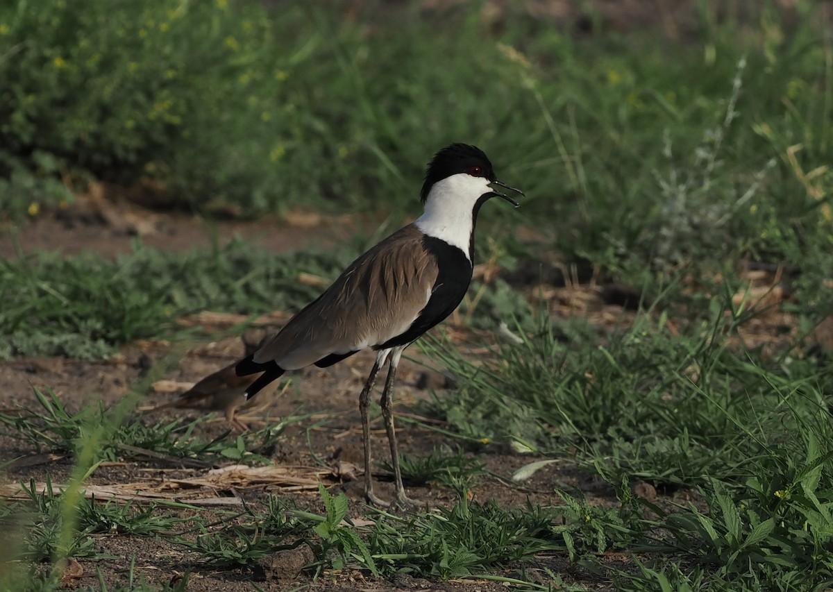 Spur-winged Lapwing - ML635499445