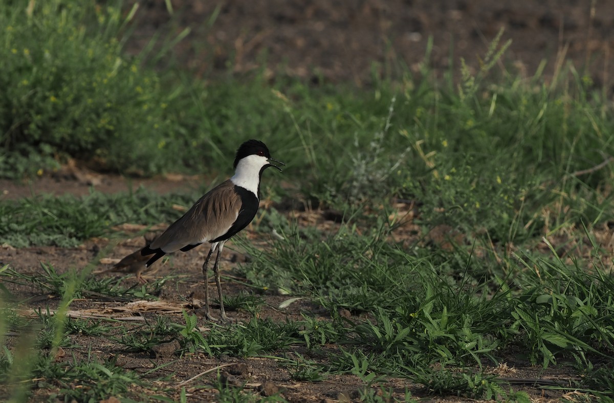 Spur-winged Lapwing - ML635499446
