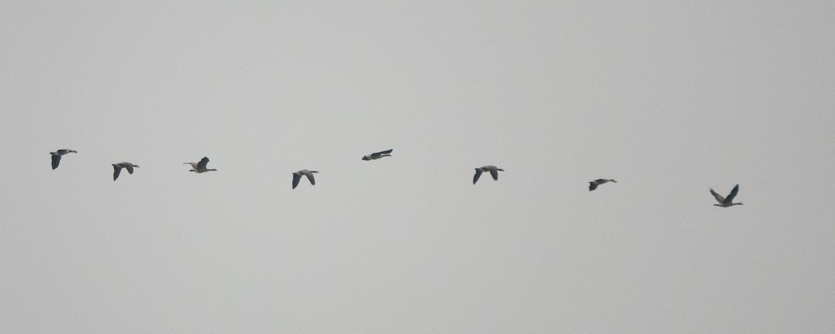 Canada Goose - ML635499448