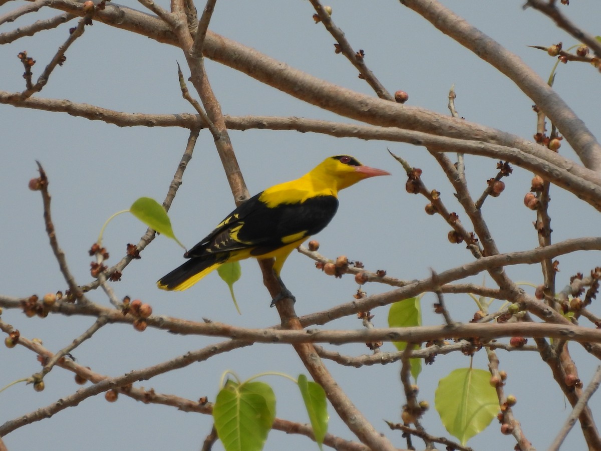 Indian Golden Oriole - ML635499450