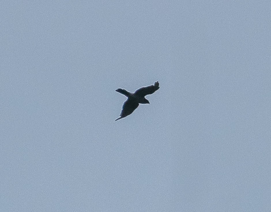 Japanese Sparrowhawk - ML635499451