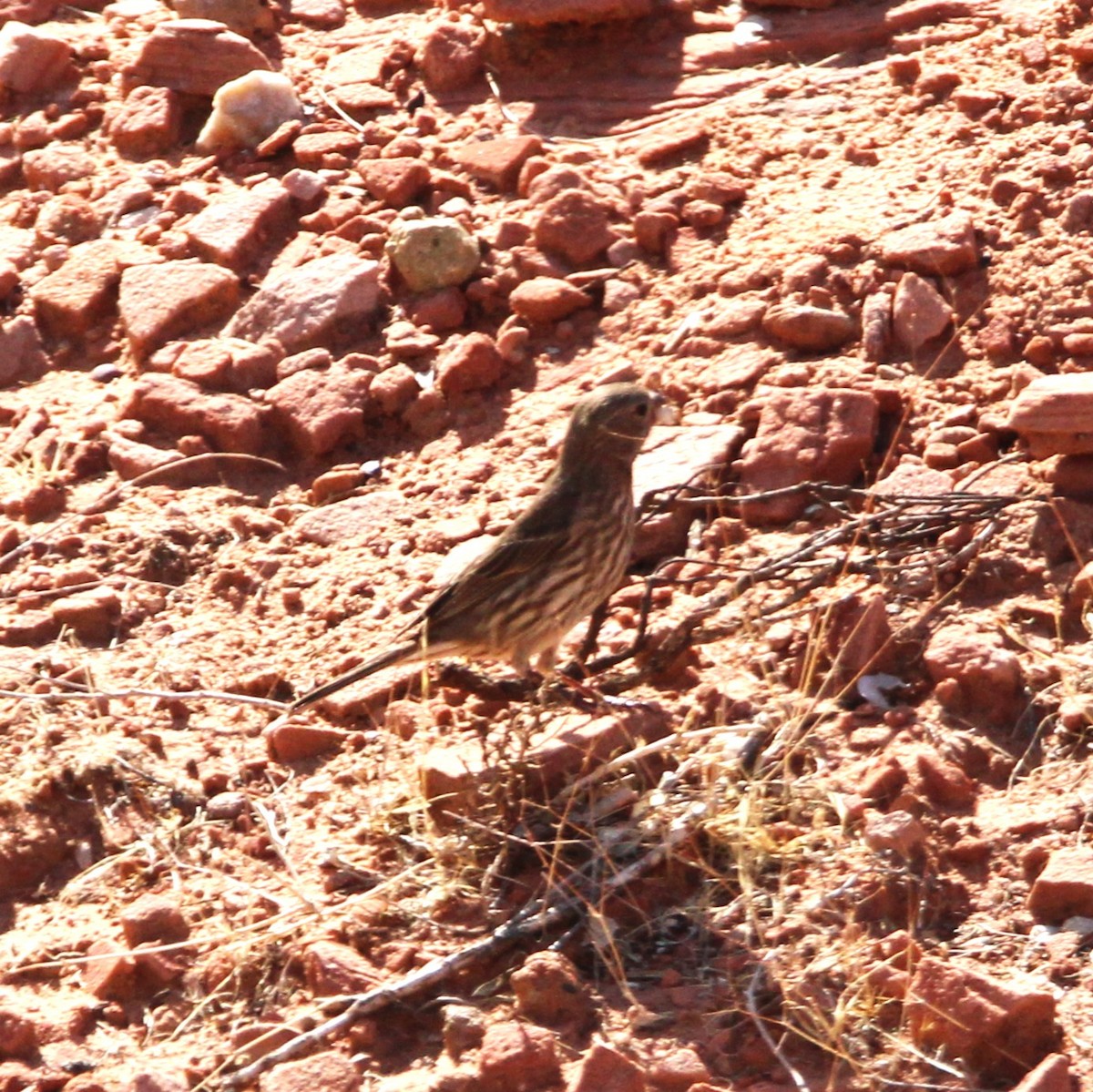 House Finch - ML635499452