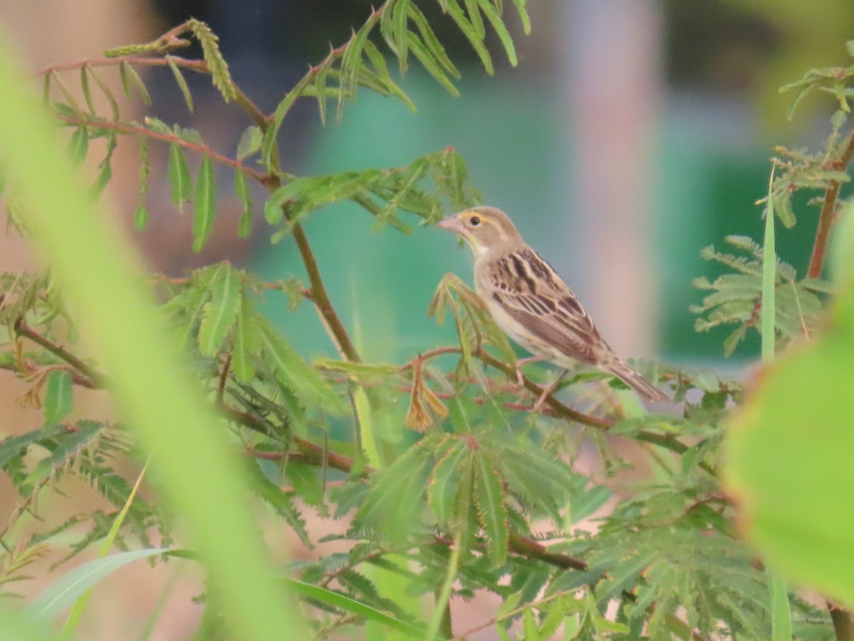 Dickcissel - ML635499454