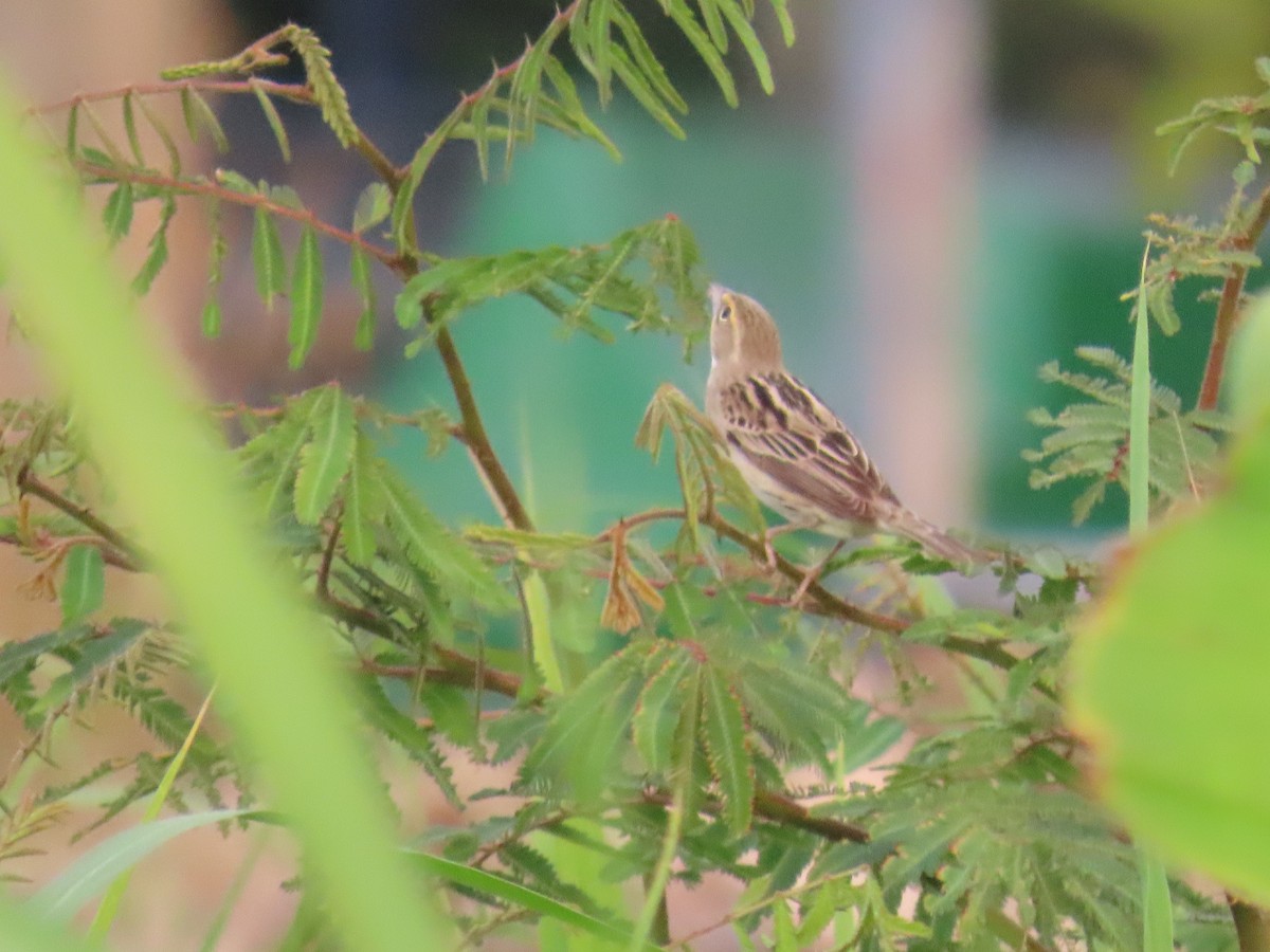 Dickcissel - ML635499455