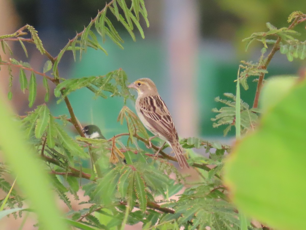 Dickcissel - ML635499456