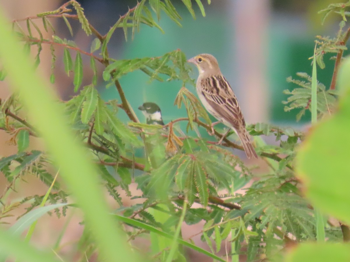 Dickcissel - ML635499457