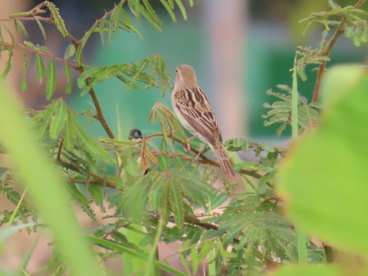 Dickcissel - ML635499458