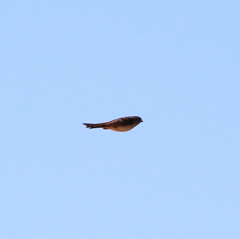 new world sparrow sp. - ML635499463