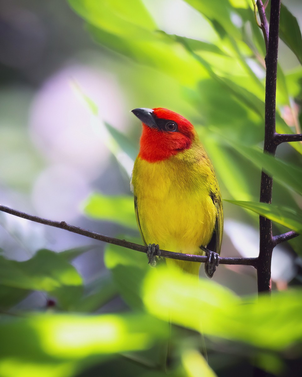Red-headed Tanager - ML635499469