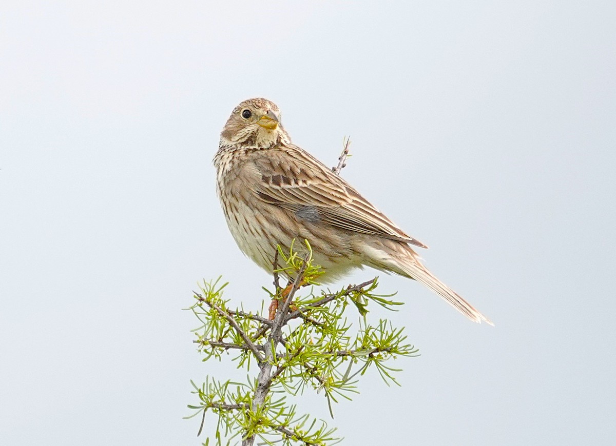Corn Bunting - ML635499477