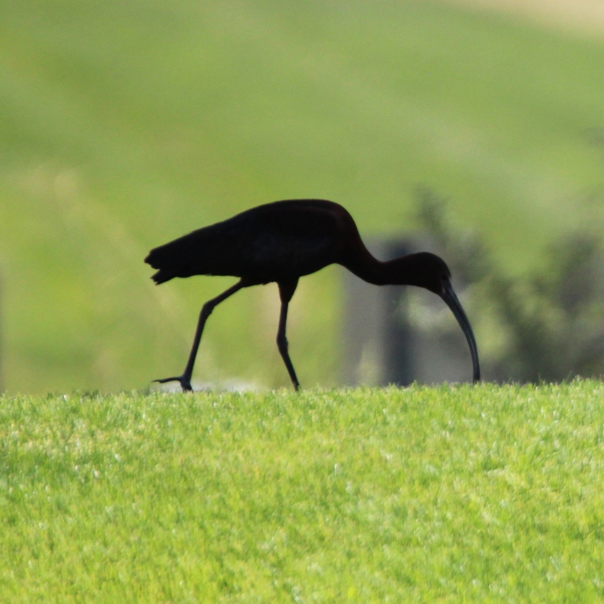 White-faced Ibis - ML635499525