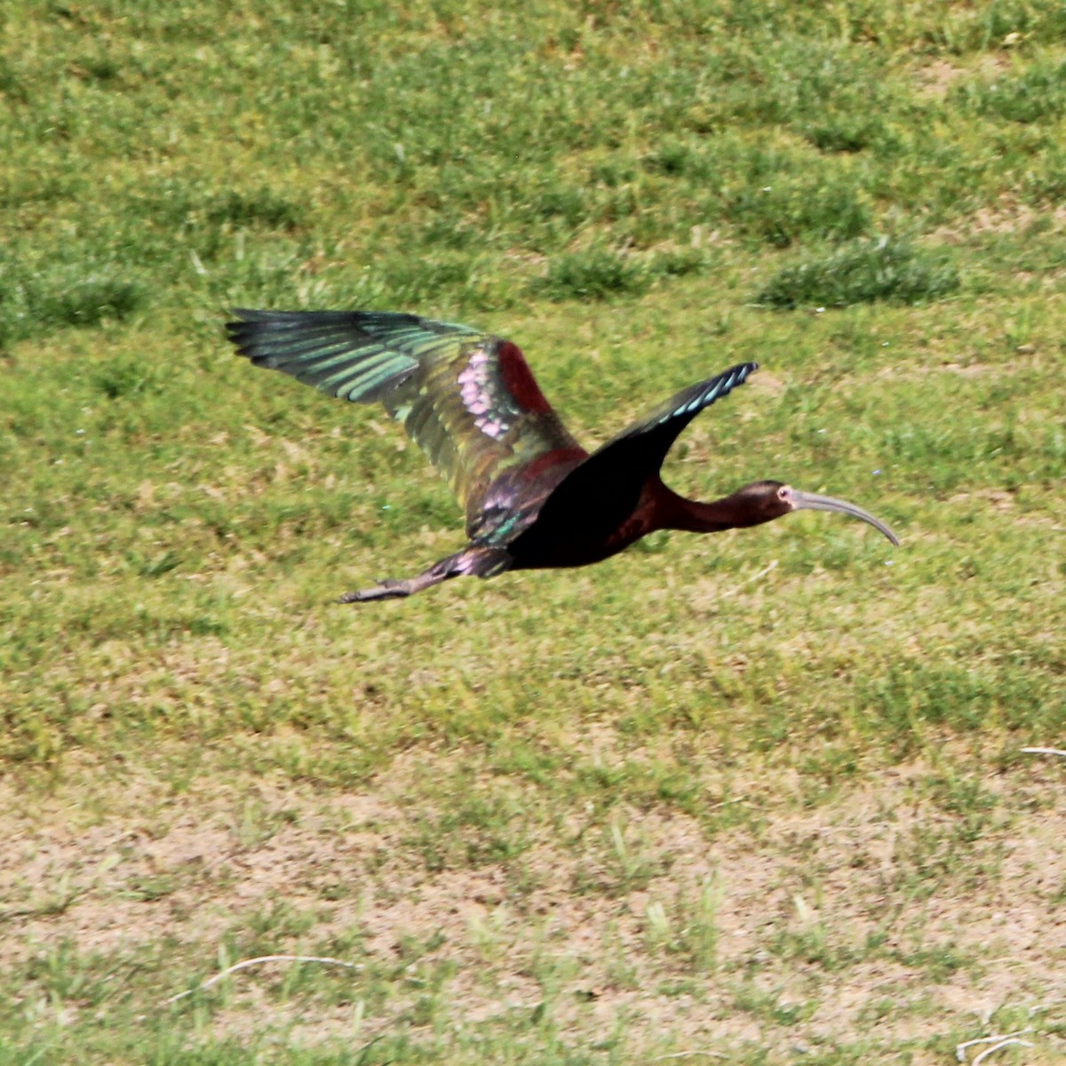 White-faced Ibis - ML635499530