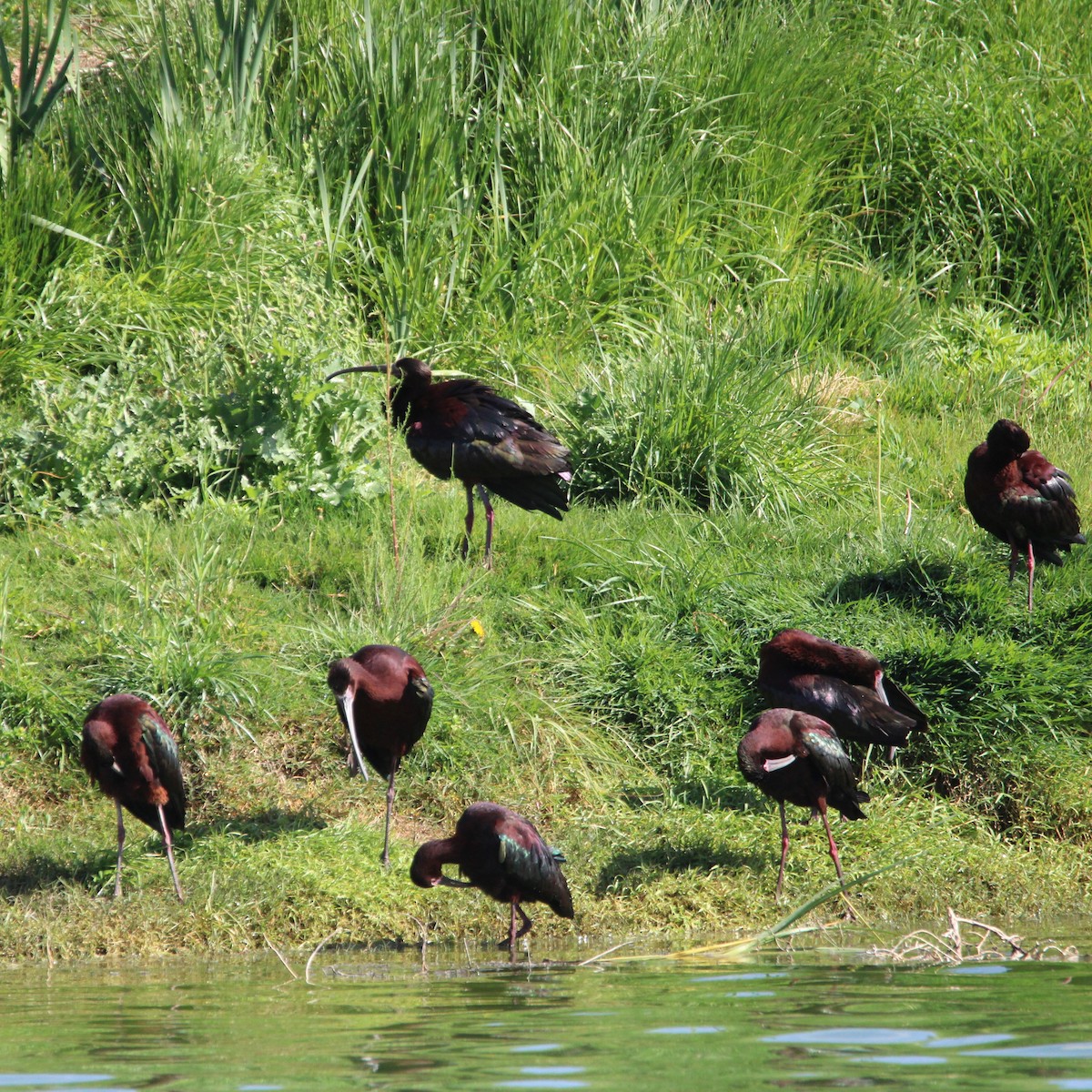 White-faced Ibis - ML635499531