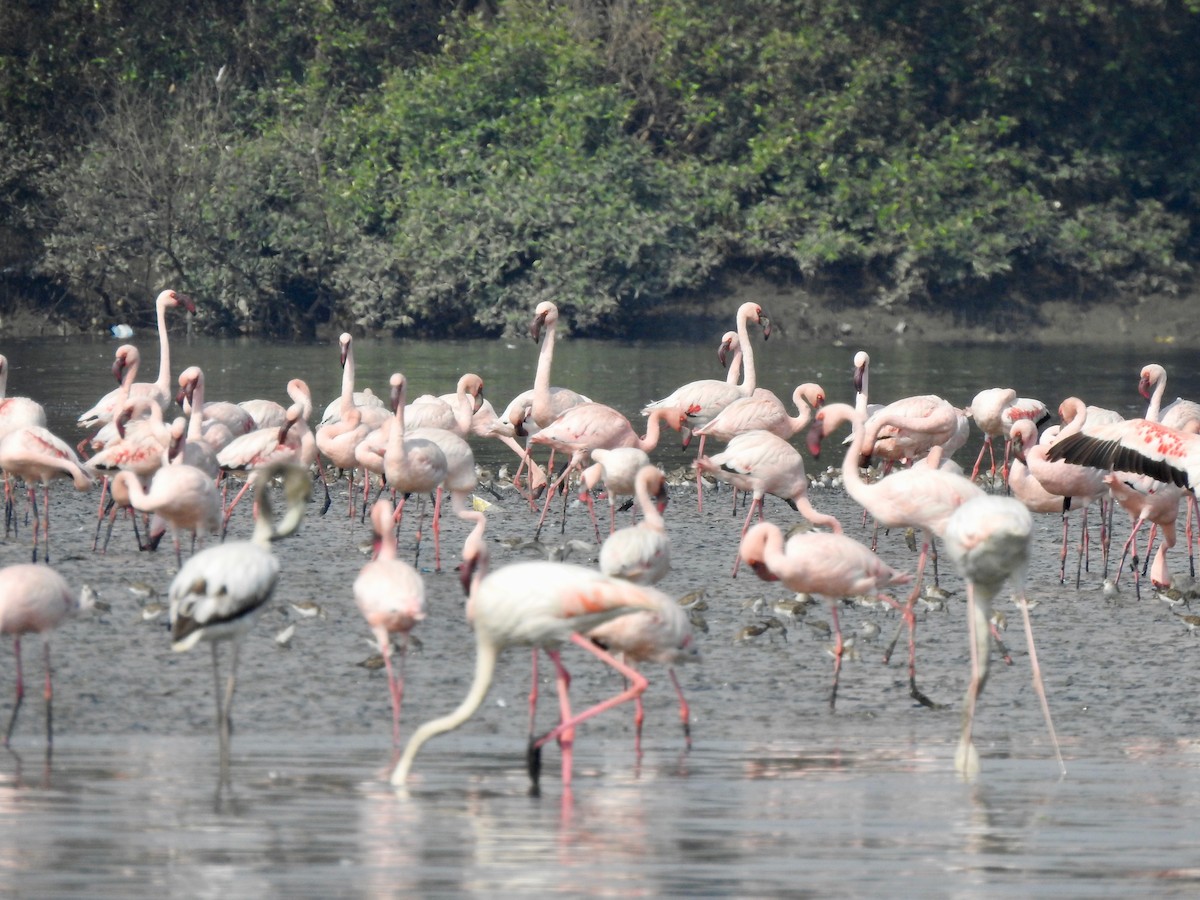 Küçük Flamingo - ML635499549