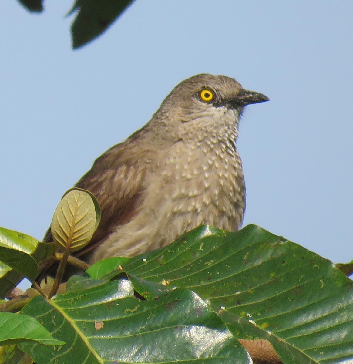 Brown Babbler - ML635499575