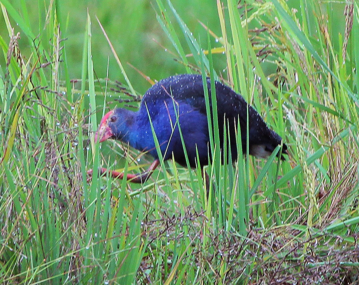 Gray-headed Swamphen - ML635499625