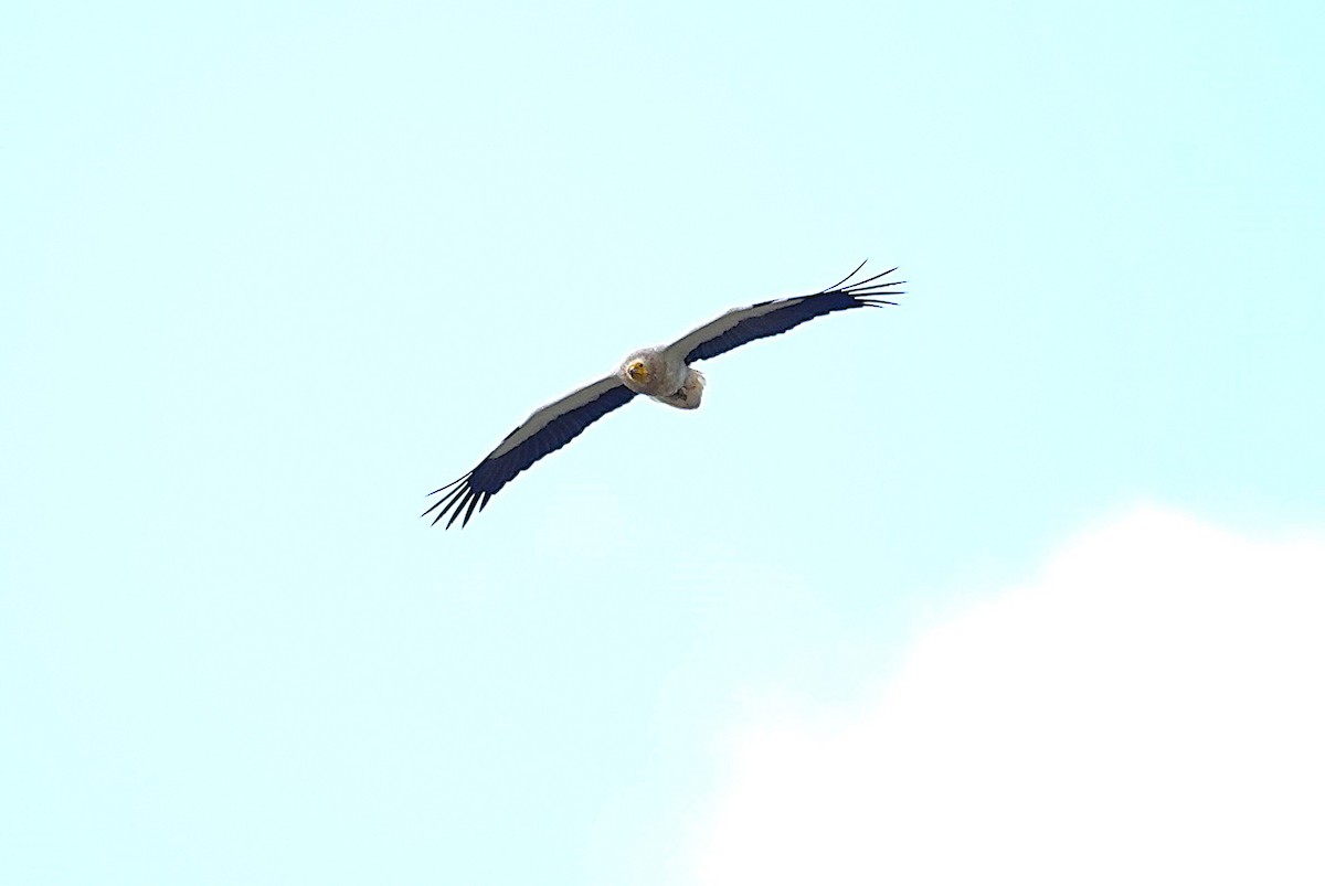 Дэлт ёл - ML635499637