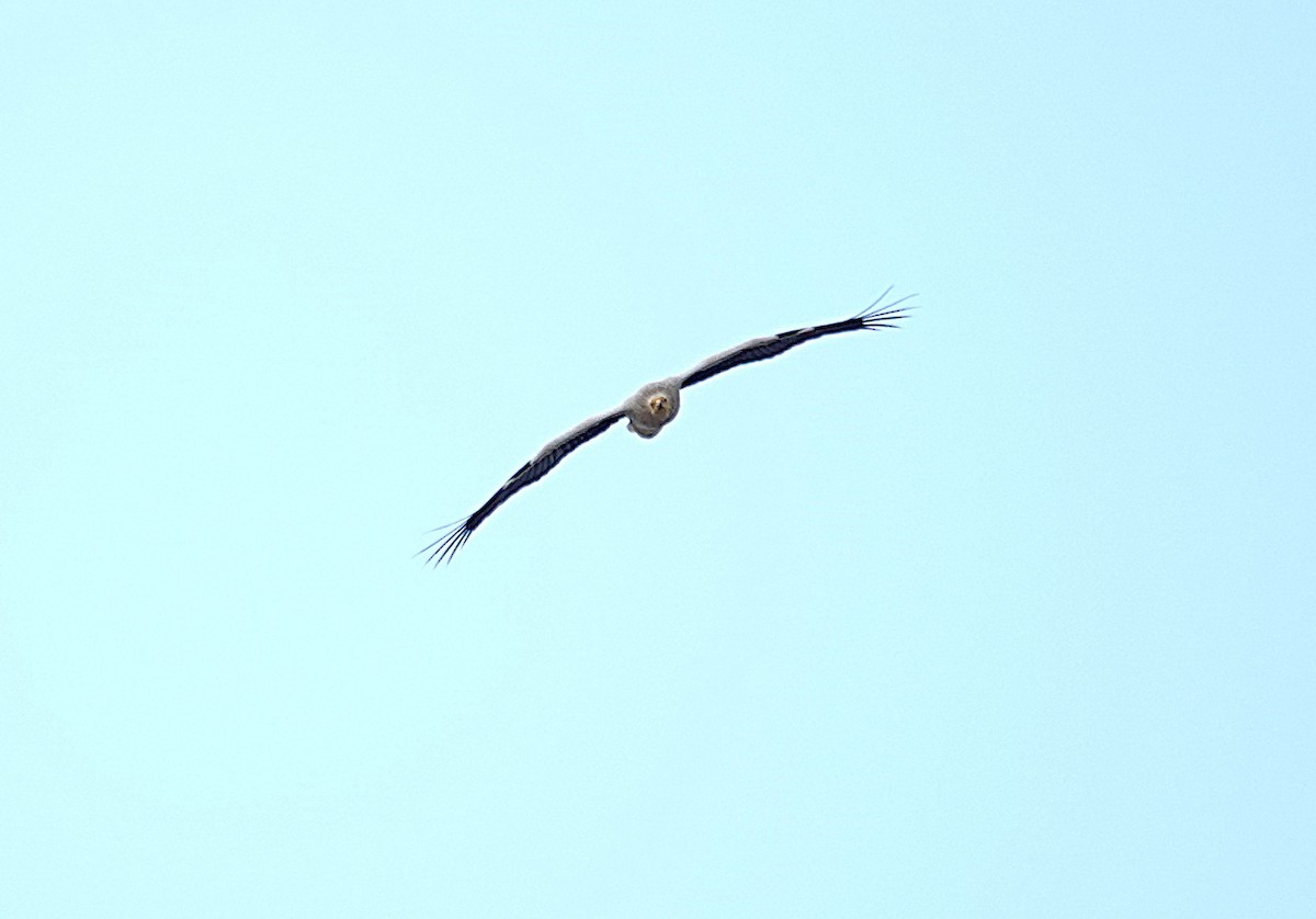 Дэлт ёл - ML635499639