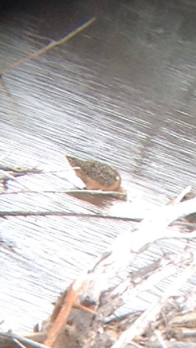 Short-billed Dowitcher (hendersoni) - ML63549971