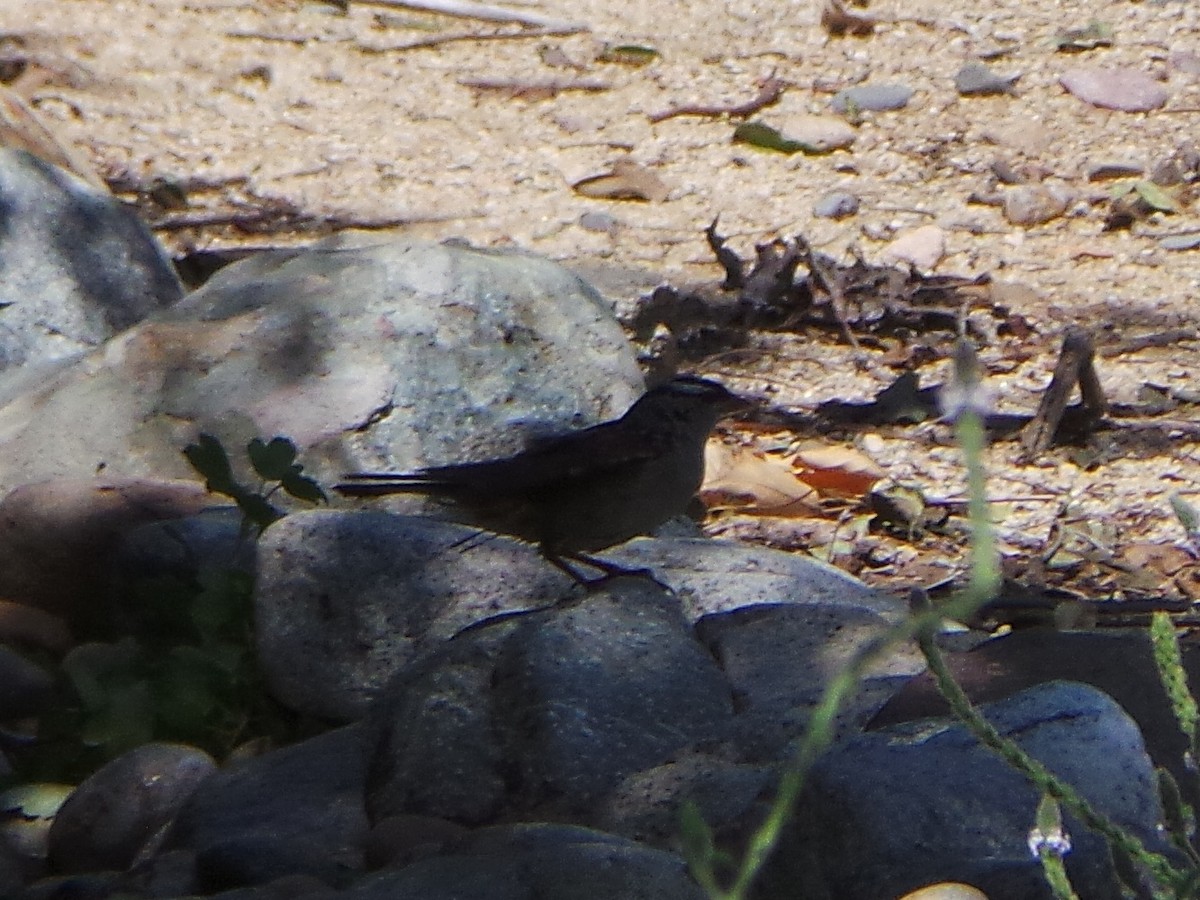 White-crowned Sparrow (Dark-lored) - ML635499727
