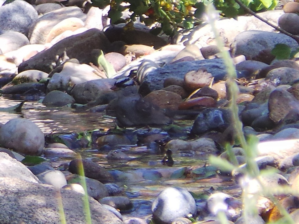 White-crowned Sparrow (Dark-lored) - ML635499728