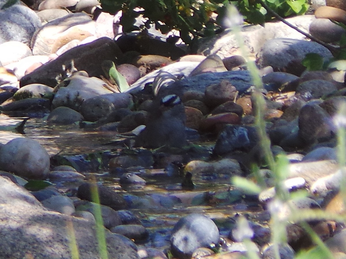 White-crowned Sparrow (Dark-lored) - ML635499729