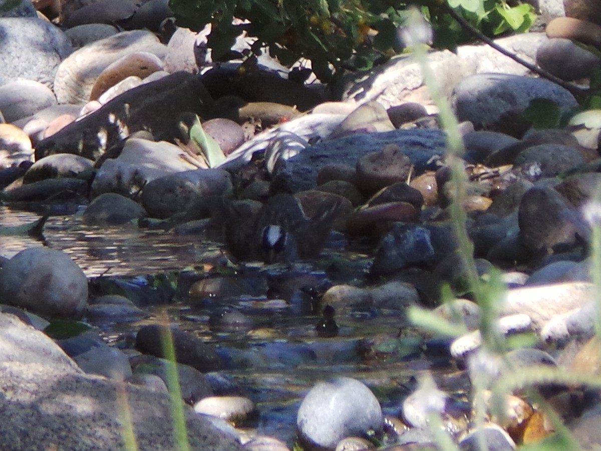White-crowned Sparrow (Dark-lored) - ML635499730