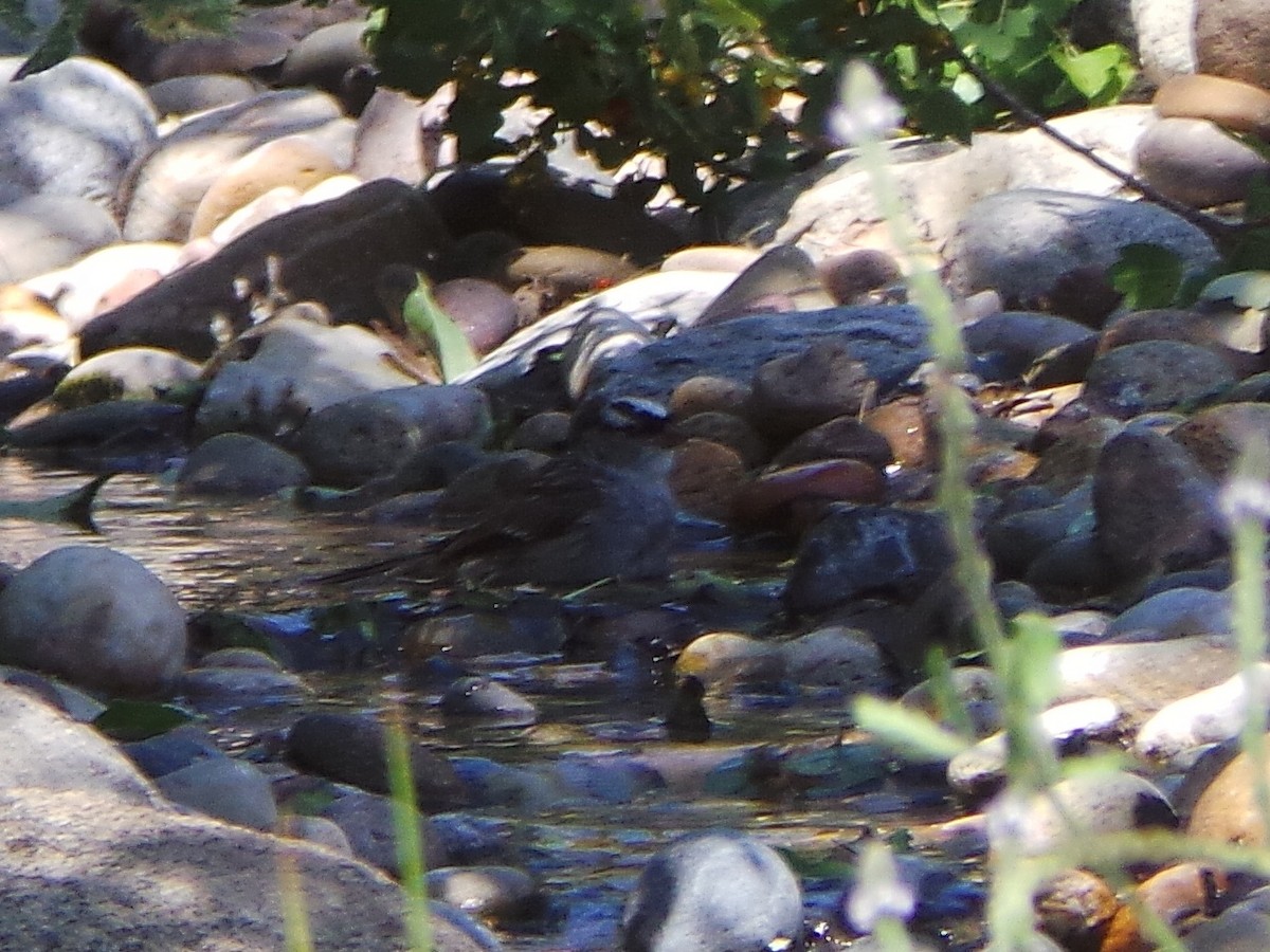 White-crowned Sparrow (Dark-lored) - ML635499731