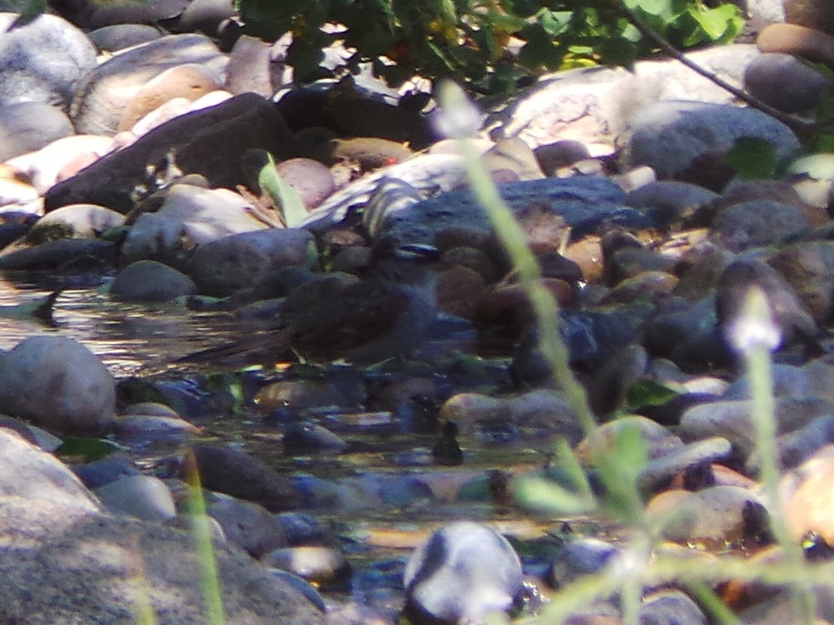 White-crowned Sparrow (Dark-lored) - ML635499732