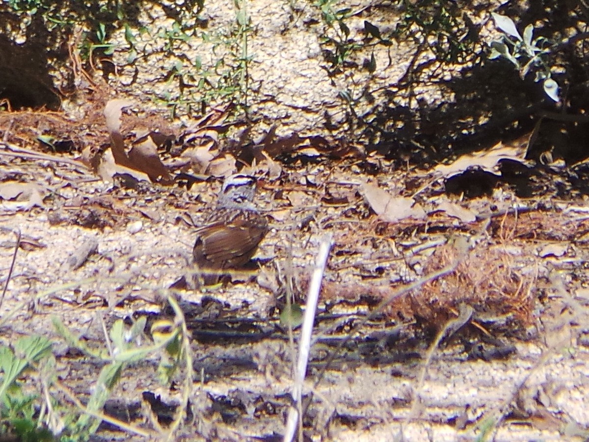 White-crowned Sparrow (Dark-lored) - ML635499733