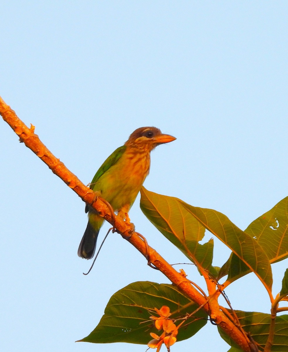 Grünbartvogel - ML635499736