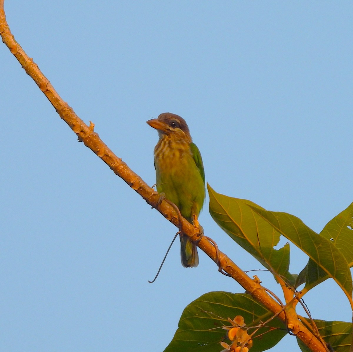Grünbartvogel - ML635499737