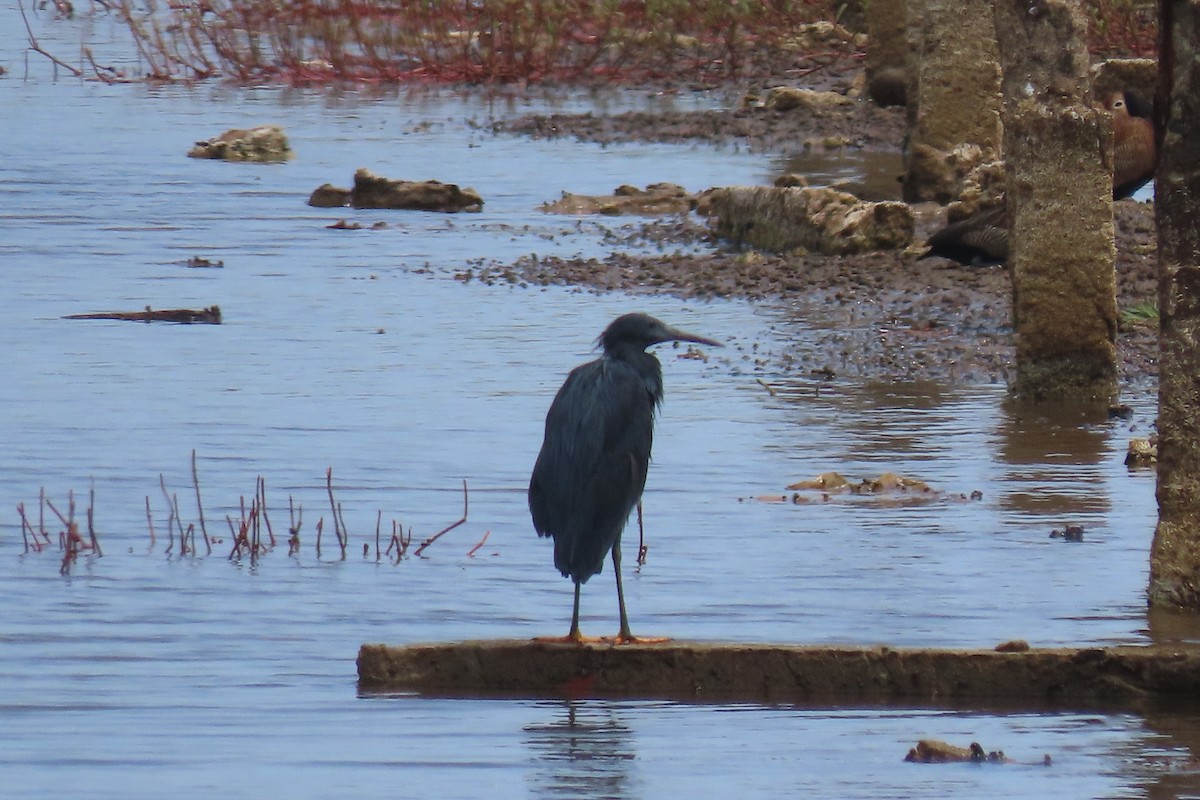Black Heron - ML635499800