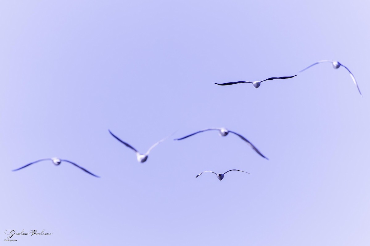 Gray-hooded Gull - ML635499807